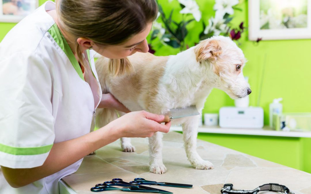 How Smart Booking Can Unleash Your Pet Care Business’s Potential